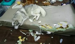 哈士奇海绵爆料视频大全,萌宠欢乐时刻